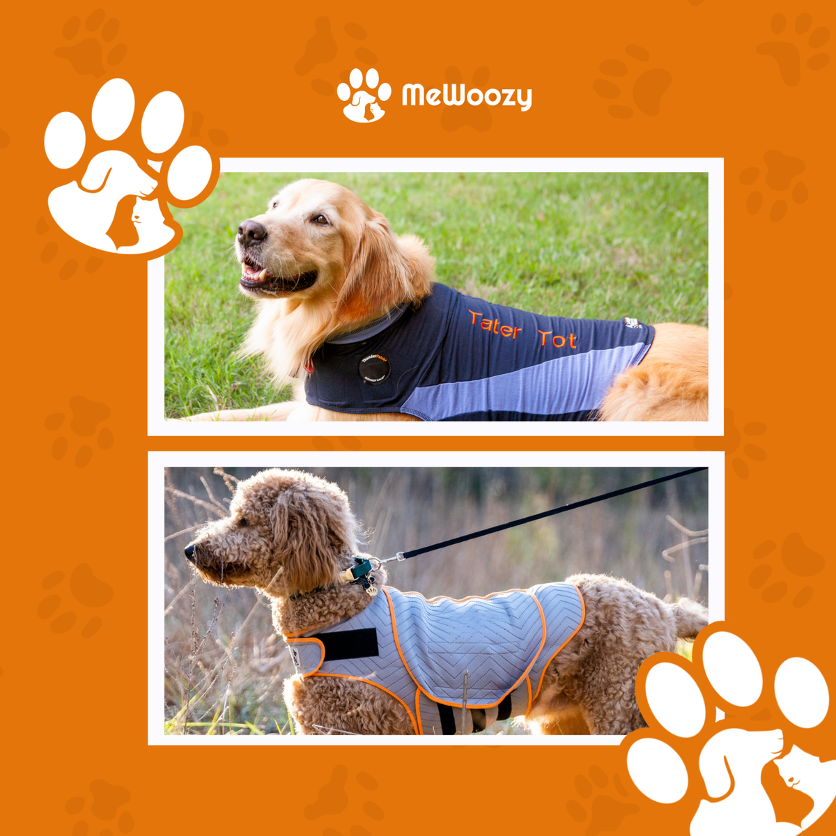 Golden retriever en labradoodle buiten in het blauwe en grijze vest