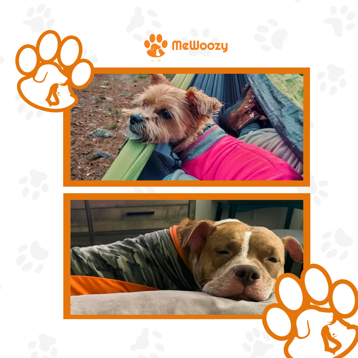 Terriër in roze vest in hangmat en hond in camovest op bed