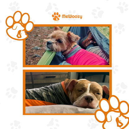 Terriër in roze vest in hangmat en hond in camovest op bed