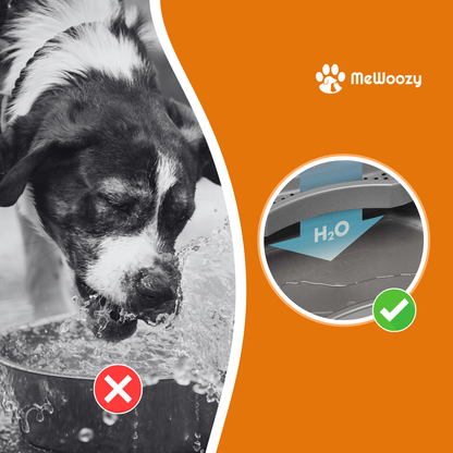 Hond die water morst uit gewone bak naast opvangrand die water vasthoudt
