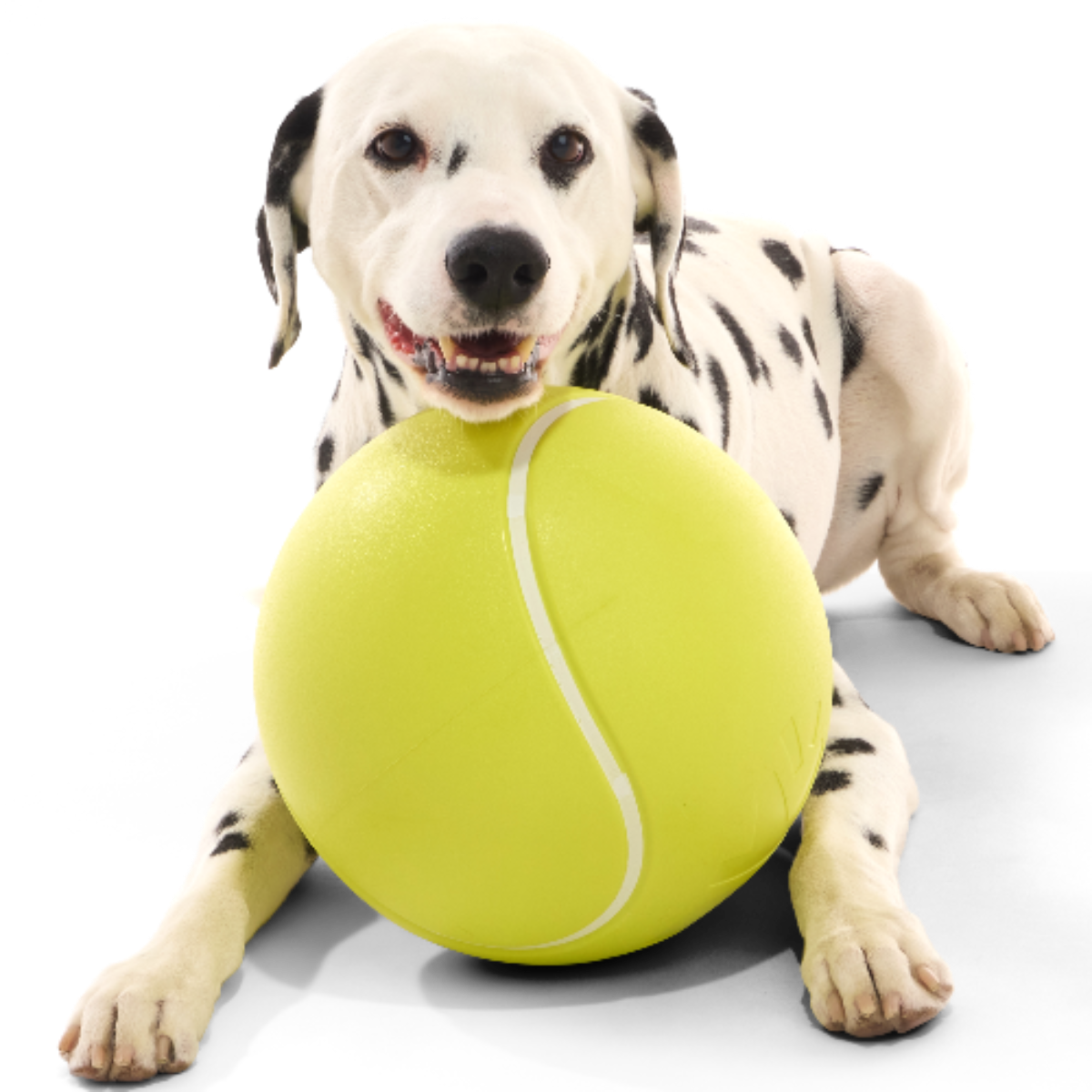 Dalmatiër ligt achter grote geelgroene rubberen hondenbal in tennisbalmodel