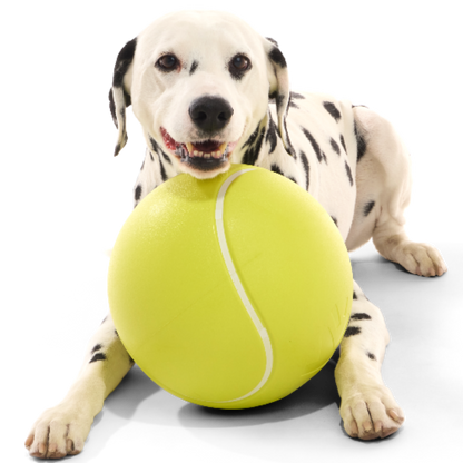 Dalmatiër ligt achter grote geelgroene rubberen hondenbal in tennisbalmodel