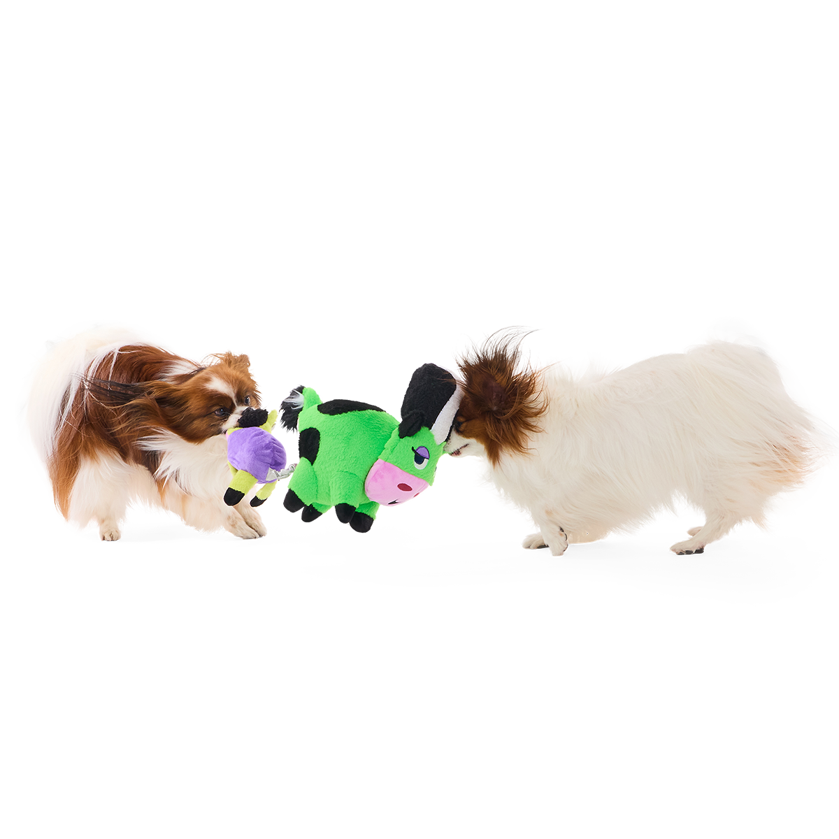 Twee papillonhonden spelen trekspel met de knuffel tussen zich in