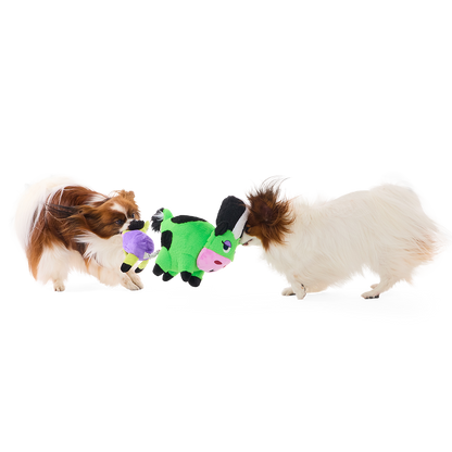 Twee papillonhonden spelen trekspel met de knuffel tussen zich in