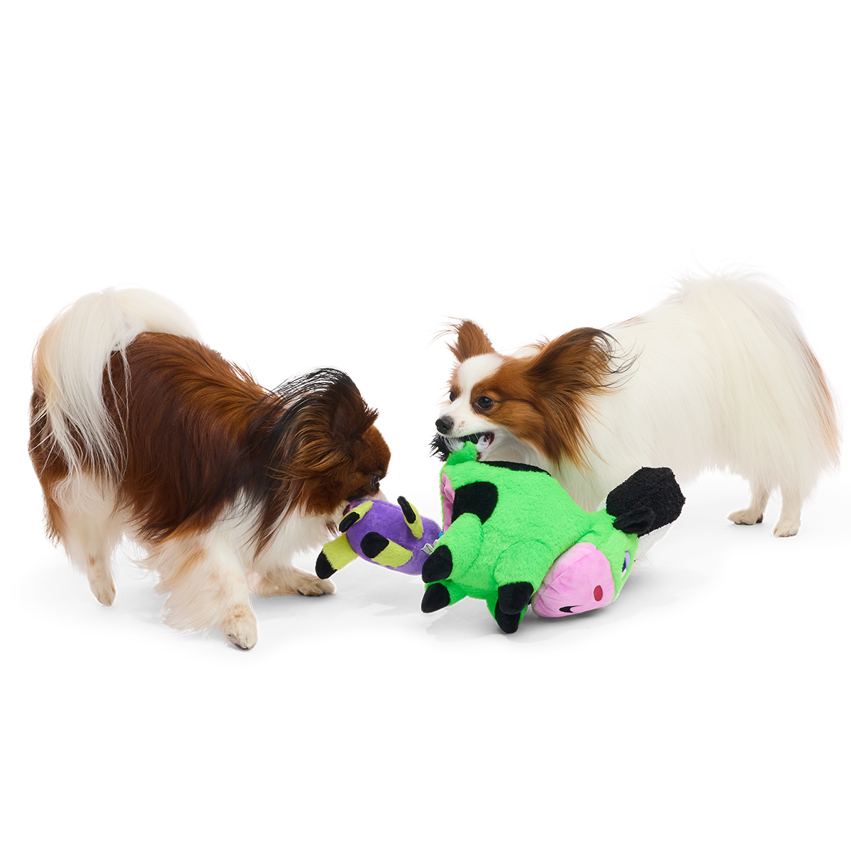 Twee papillonhonden trekken samen aan de groene en paarse knuffel