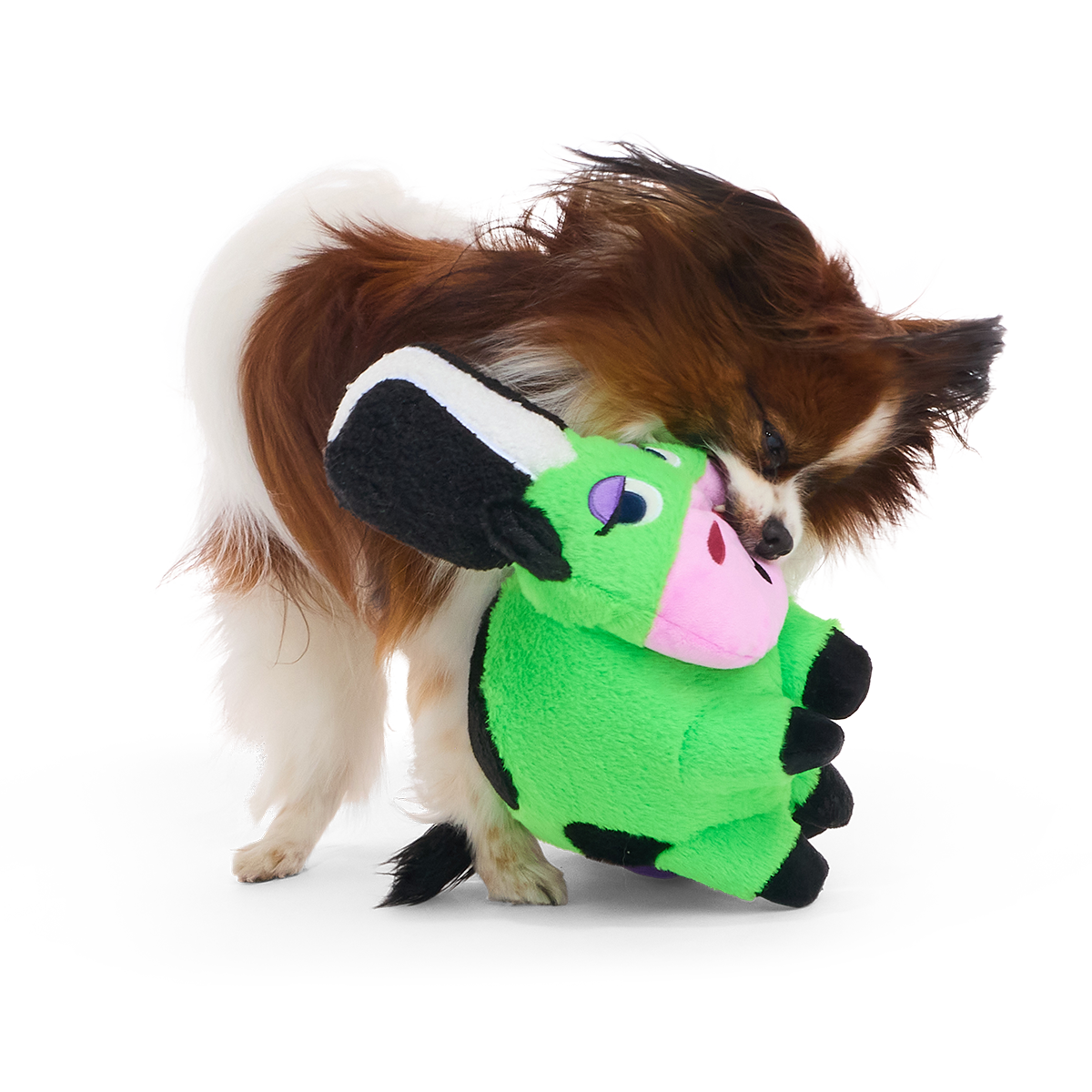 Papillonhond draagt de groene koeknuffel in de bek
