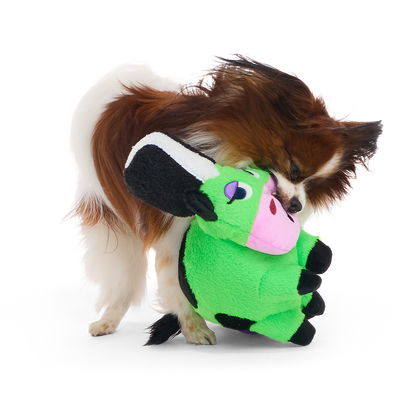 Papillonhond draagt de groene koeknuffel in de bek