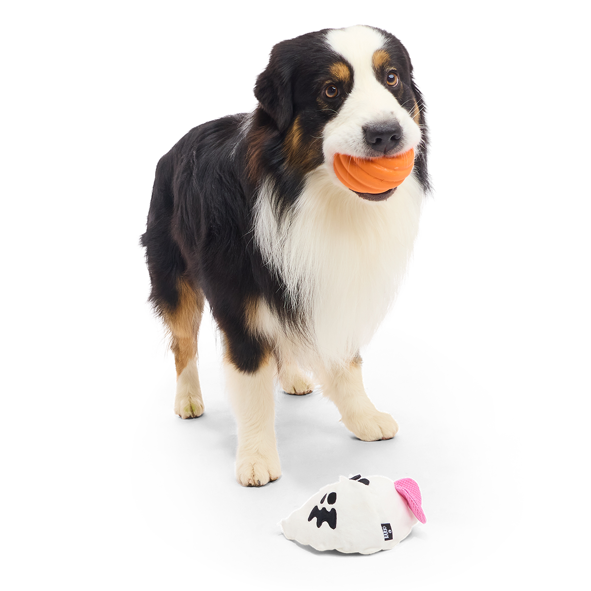 Staande hond met oranje rubberen bal in de bek, spookje op de grond