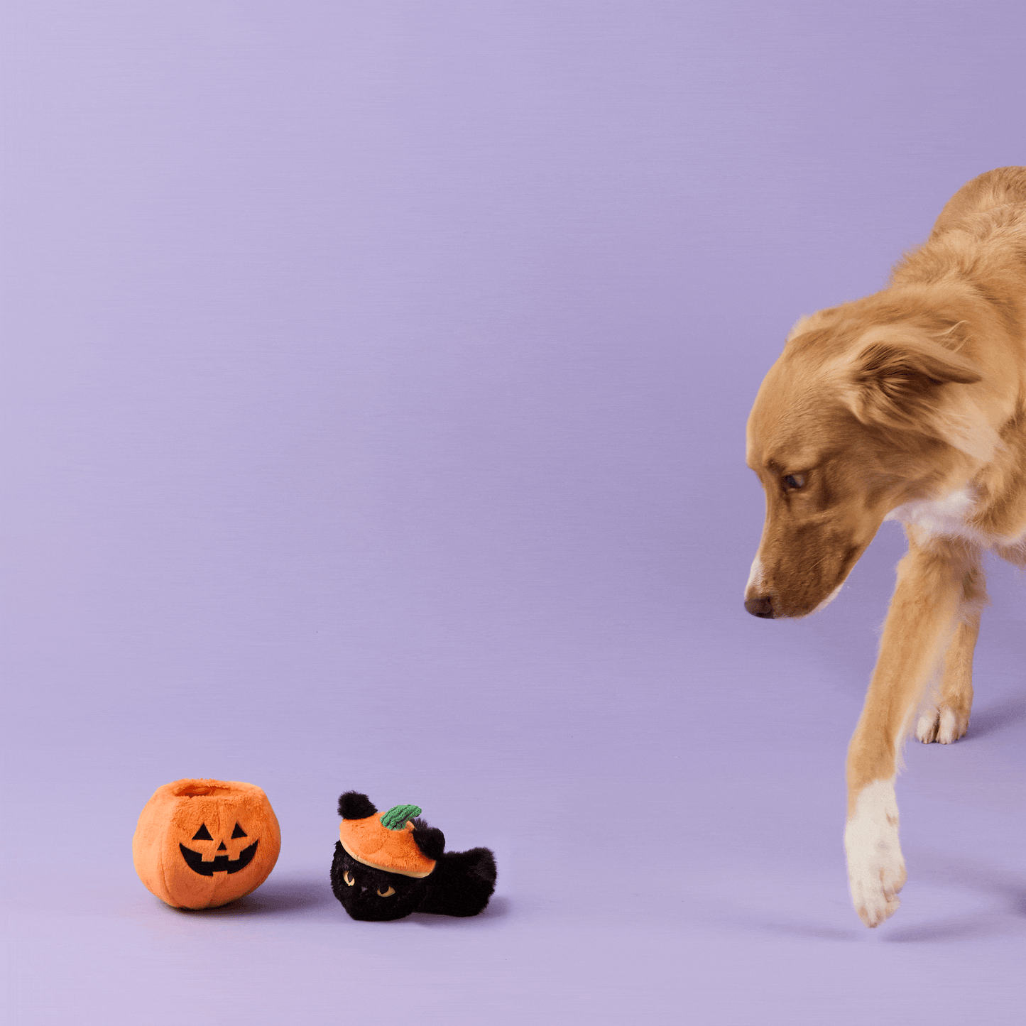 Trick-or-Treat Interactieve Hondenspeelgoedset