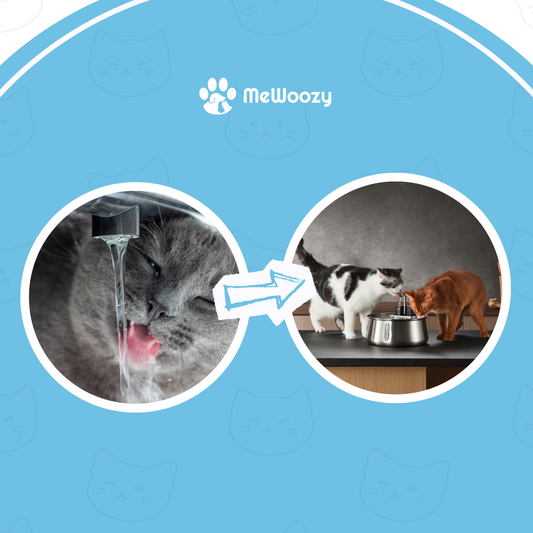 Grijze kat drinkt uit kraan, daarnaast twee katten bij de drinkfontein