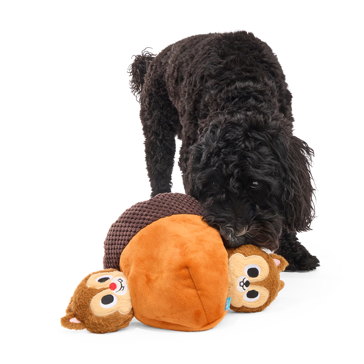 Zwarte hond snuffelt aan de pluche eikel met twee eekhoorntjes erin