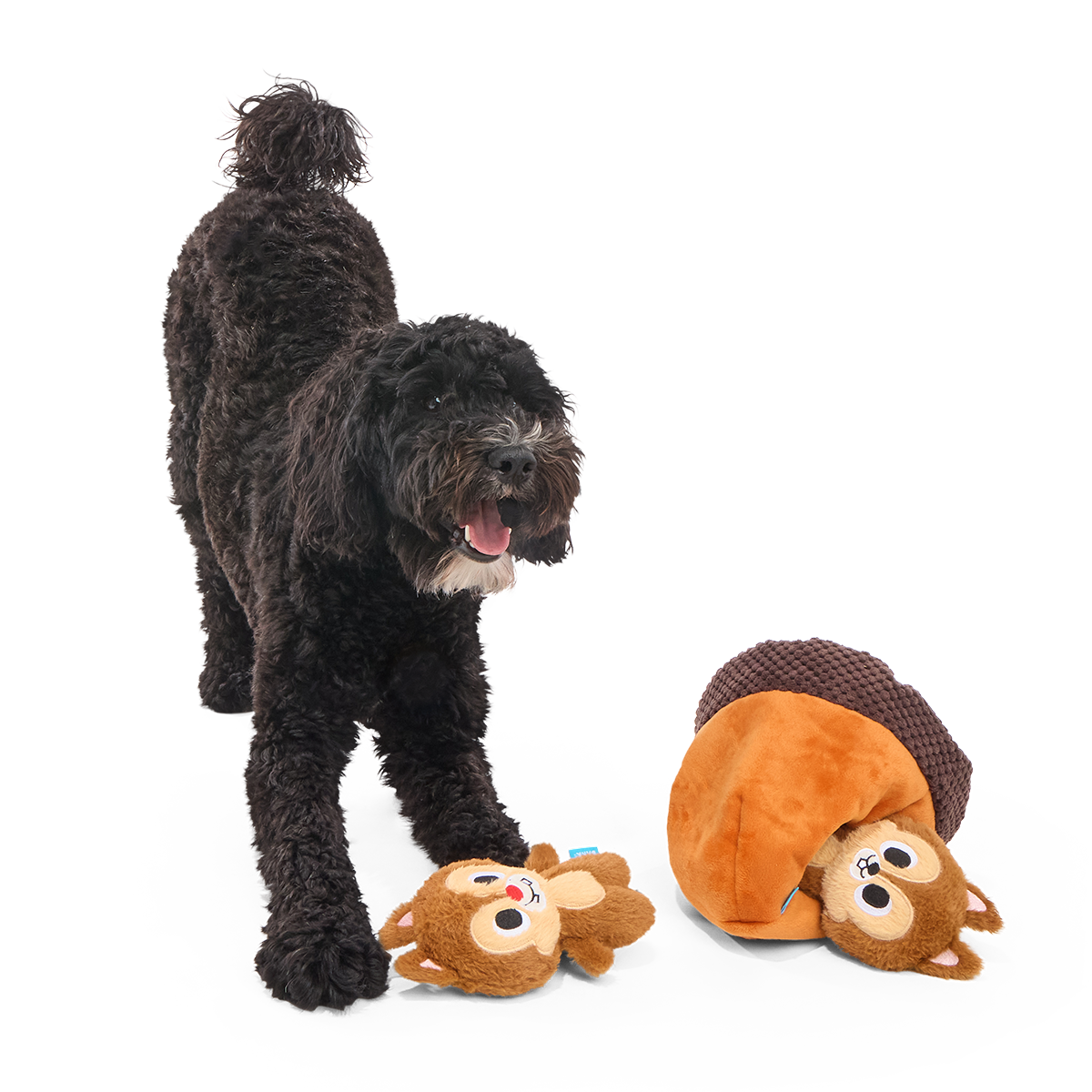 Zwarte krullige hond staat speels naast de eikel en een eekhoornknuffel