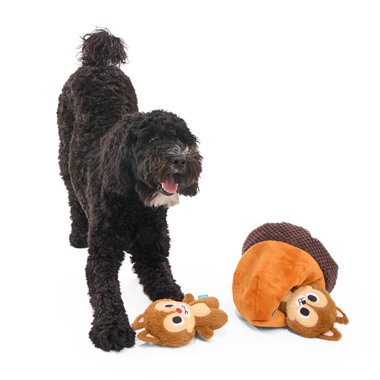 Zwarte krullige hond staat speels naast de eikel en een eekhoornknuffel