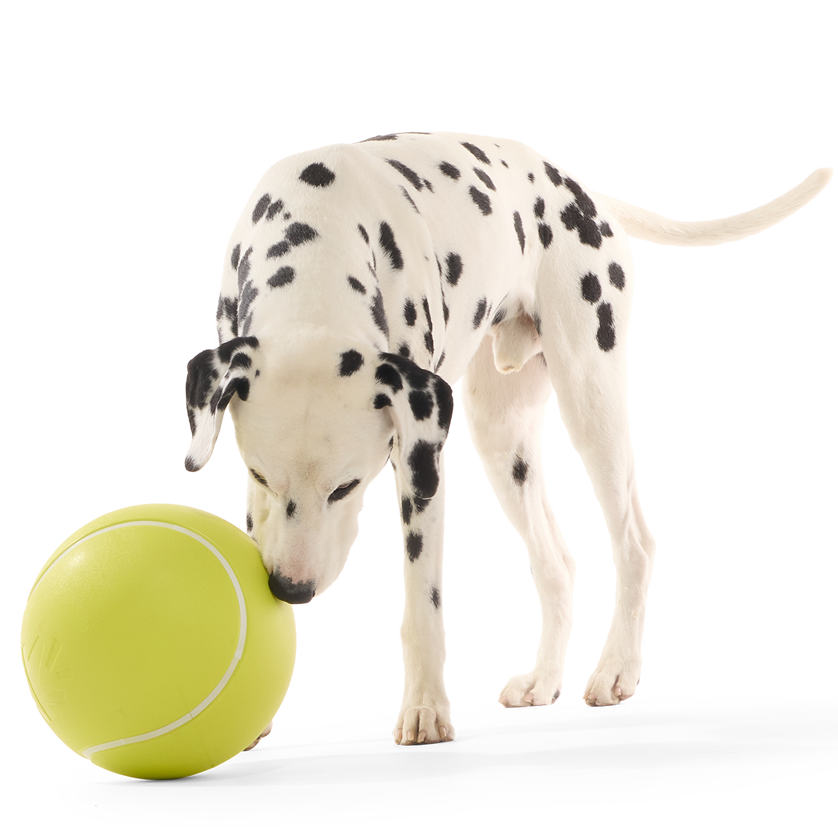 Dalmatiër snuffelt staand aan de grote geelgroene bal op de grond