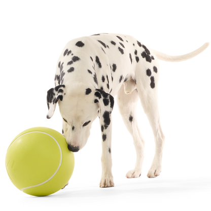 Dalmatiër snuffelt staand aan de grote geelgroene bal op de grond