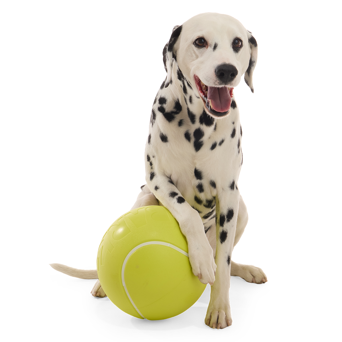 Zittende dalmatiër legt een poot op de grote rubberen bal
