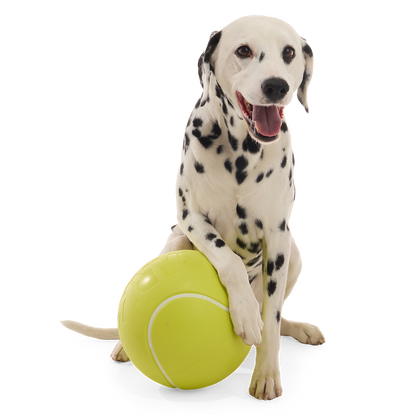 Zittende dalmatiër legt een poot op de grote rubberen bal