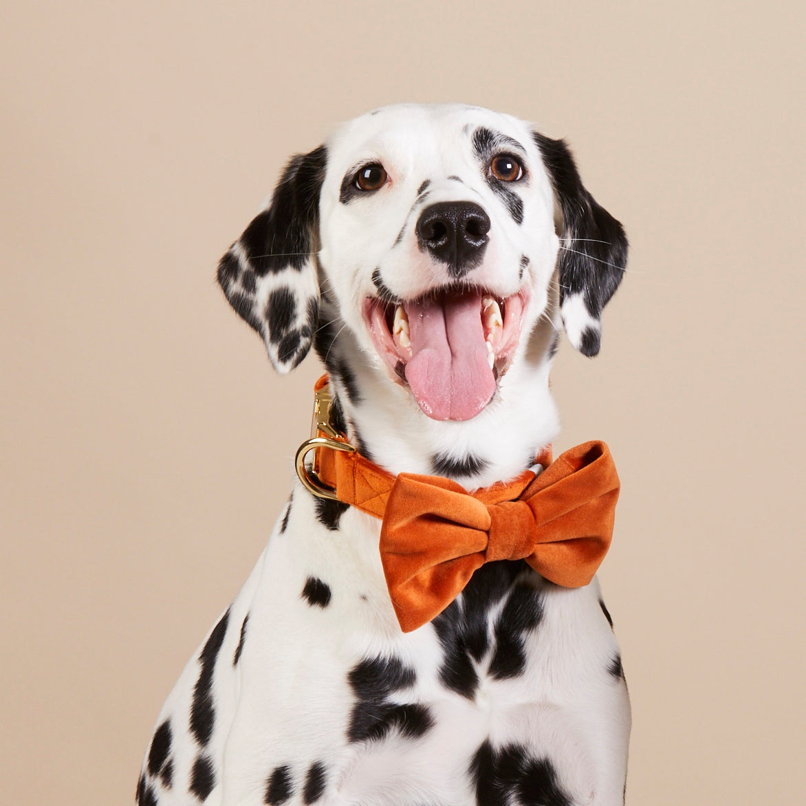 Pumpkin Fluwelen Strikhalsband Voor Honden