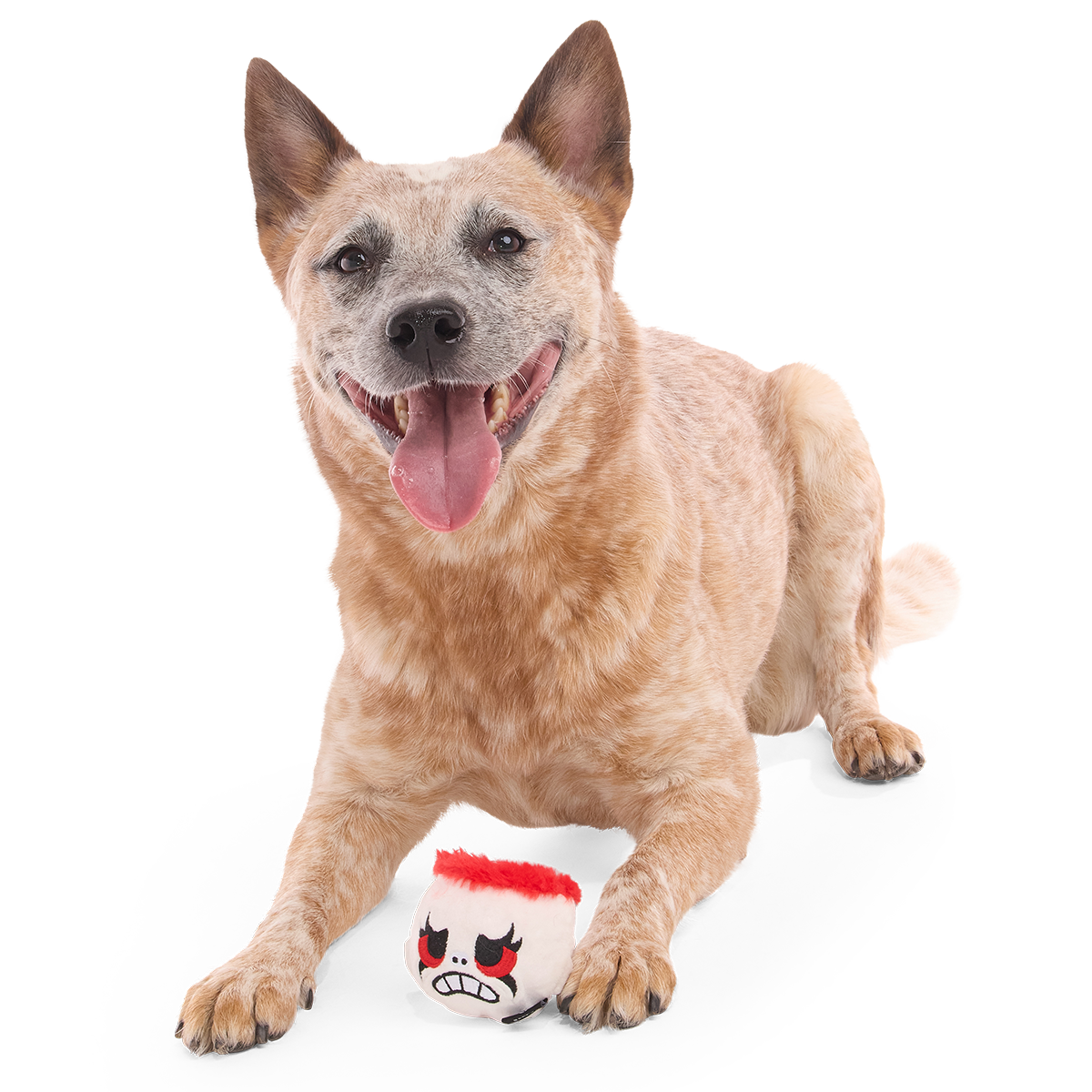 Vrolijke hond ligt met het pluche speeltje tussen zijn voorpoten