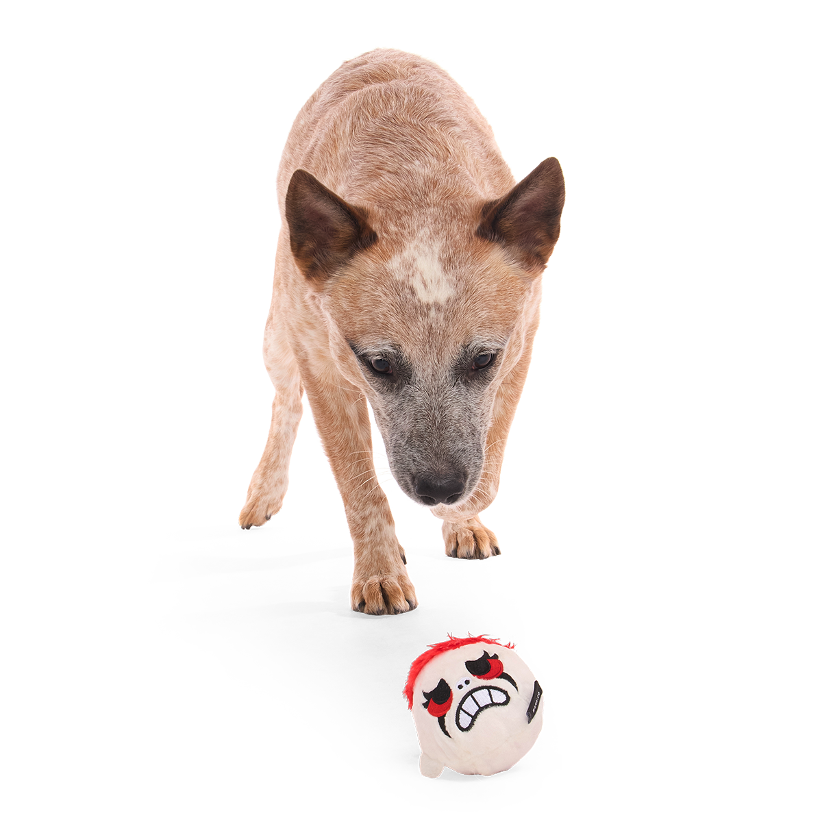 Hond loopt nieuwsgierig naar het witte pluche hoofd op de grond