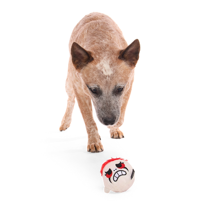 Hond loopt nieuwsgierig naar het witte pluche hoofd op de grond
