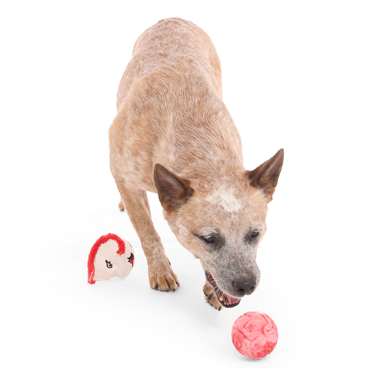 Hond snuffelt aan de roze rubberen bal, pluche hoofd ligt links