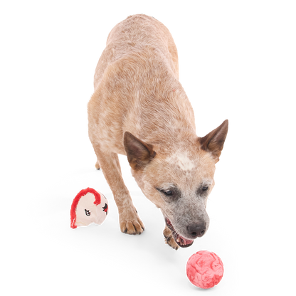 Hond snuffelt aan de roze rubberen bal, pluche hoofd ligt links