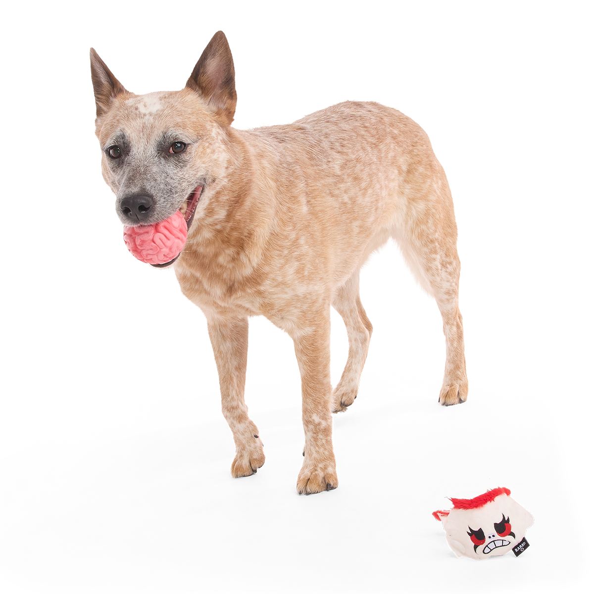 Roodbruine hond met de roze rubberen bal in zijn bek, pluche hoofd ernaast