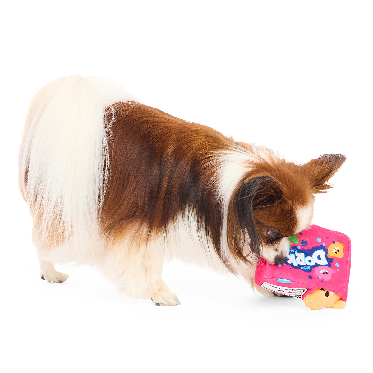 Staande papillon snuffelt in de opening van de roze snoepdoos
