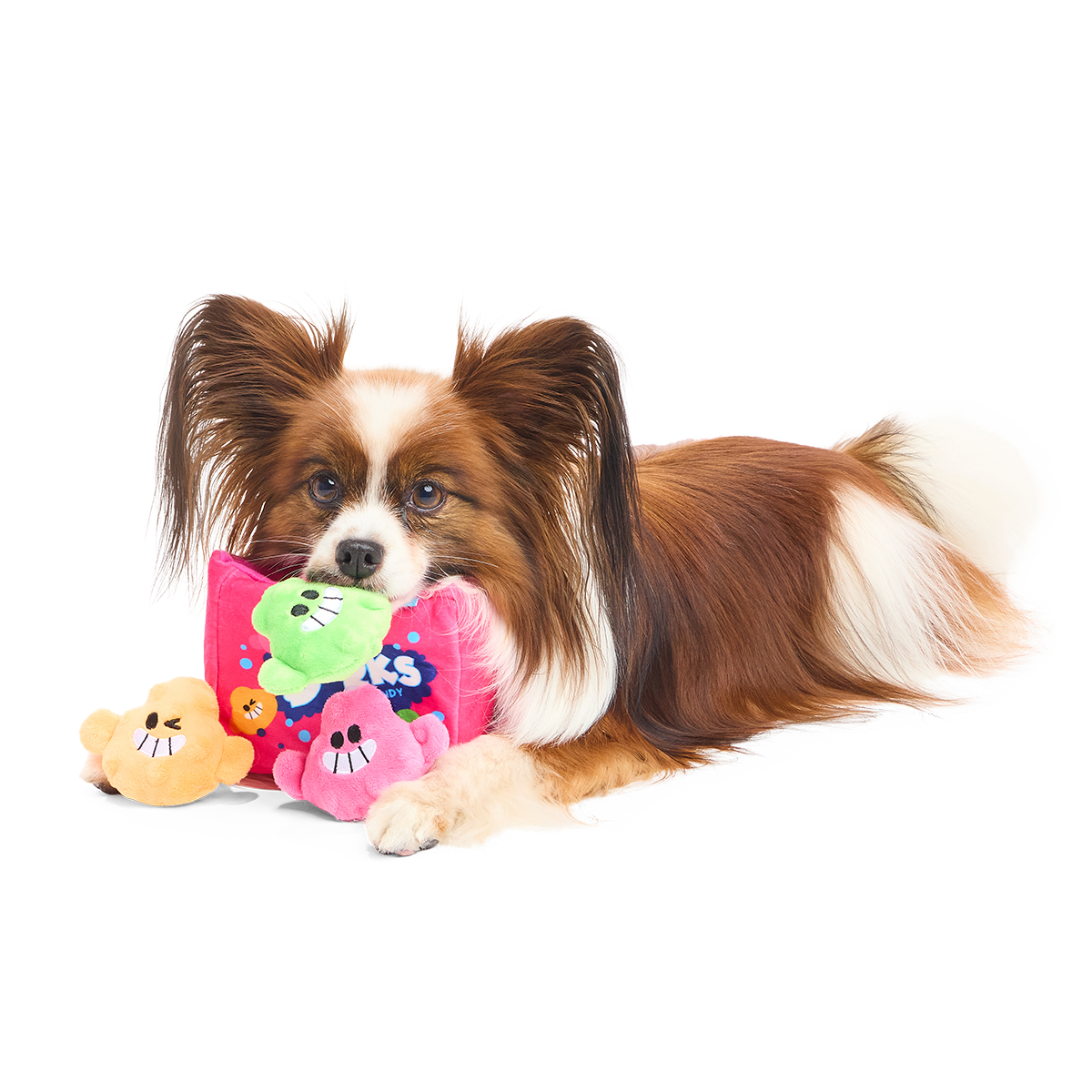 Papillon met een groen pluche snoepje in de bek bij de snoepdoos