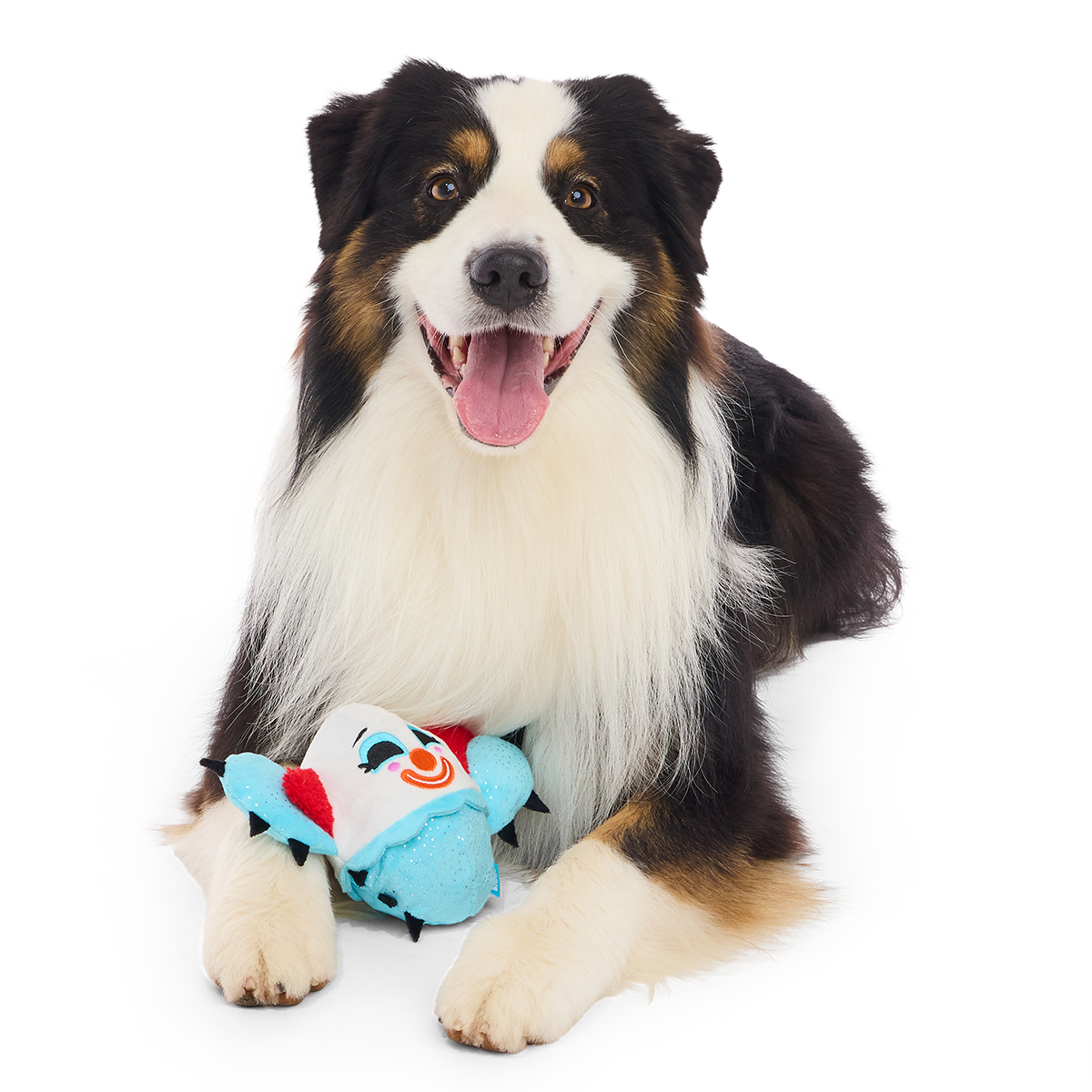 Liggende hond met open bek en de cactusclown tussen zijn voorpoten