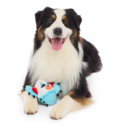 Liggende hond met open bek en de cactusclown tussen zijn voorpoten
