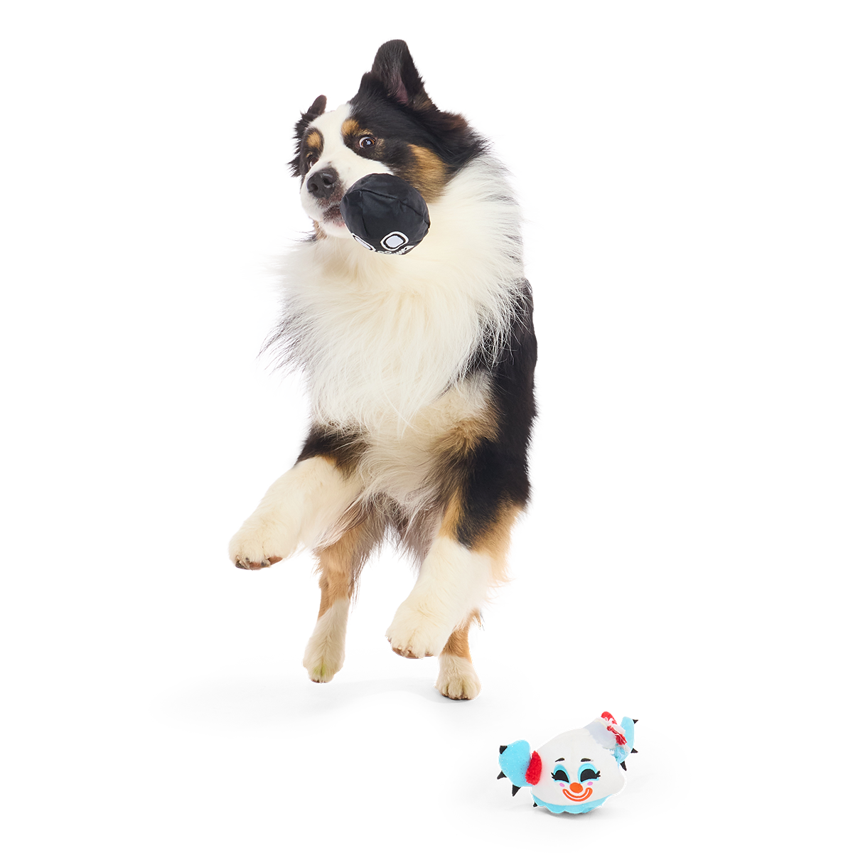 Springende hond met een zwarte binnenbal in zijn bek, knuffel op de grond