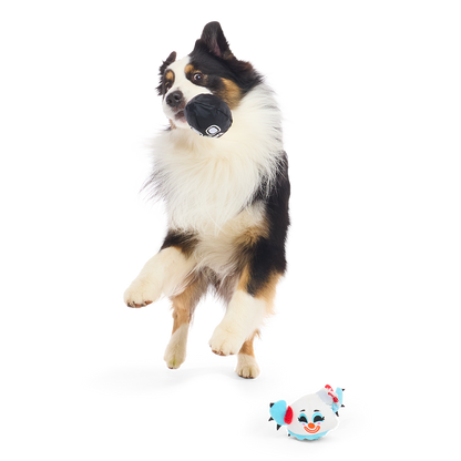 Springende hond met een zwarte binnenbal in zijn bek, knuffel op de grond