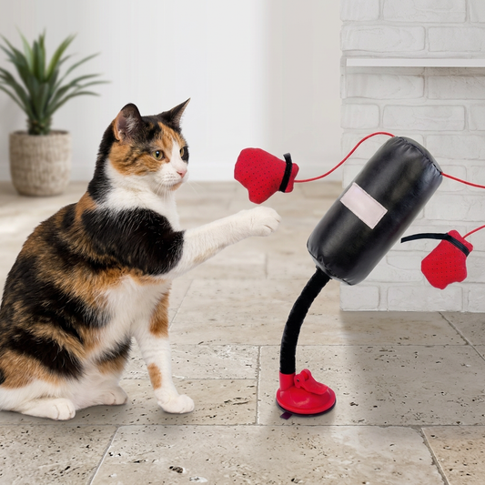 Lapjeskat slaat met poot naar zwarte kattenboksbal met rode handschoentjes en zuignap