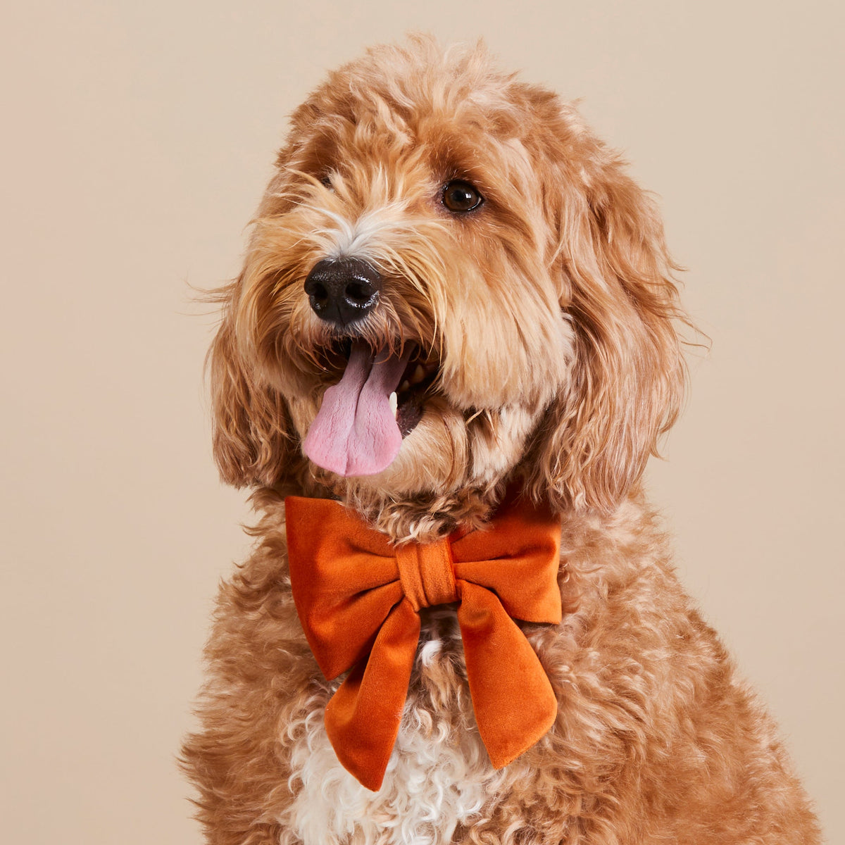 Pumpkin Fluwelen Lady-Strik Voor Honden