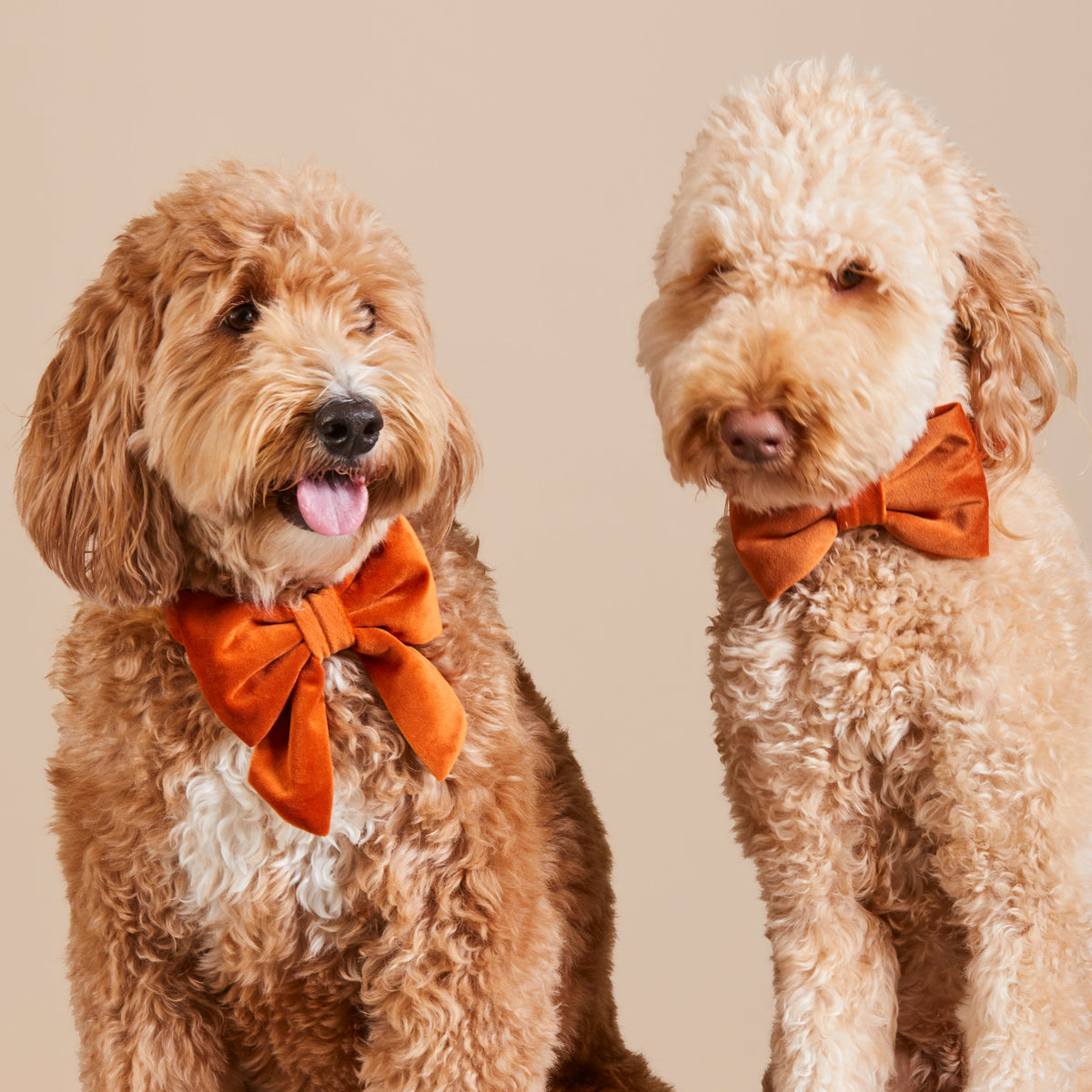 Pumpkin Fluwelen Lady-Strik Voor Honden
