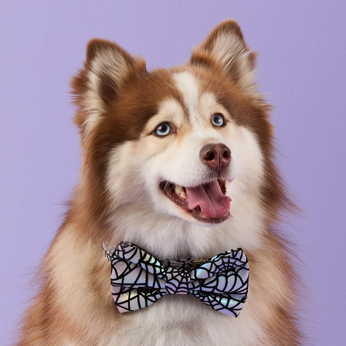 Holografische Spinnenweb Vlinderstrik-Halsband Voor Honden