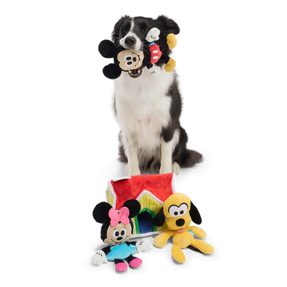Zittende border collie houdt Mickey-knuffel vast, huisje en knuffels voor zijn poten