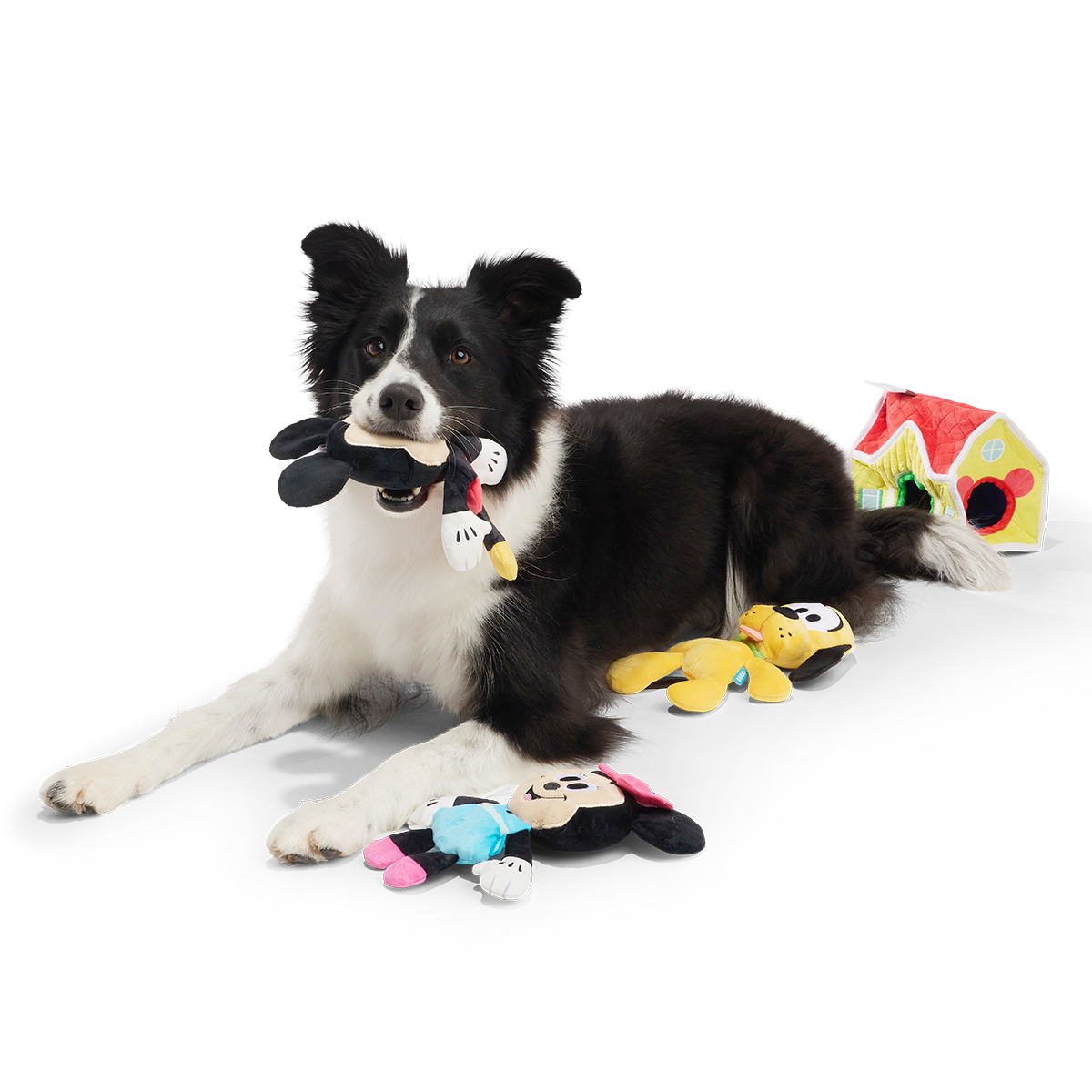 Zwart-witte border collie ligt met Mickey-knuffel in de bek naast het speelgoed