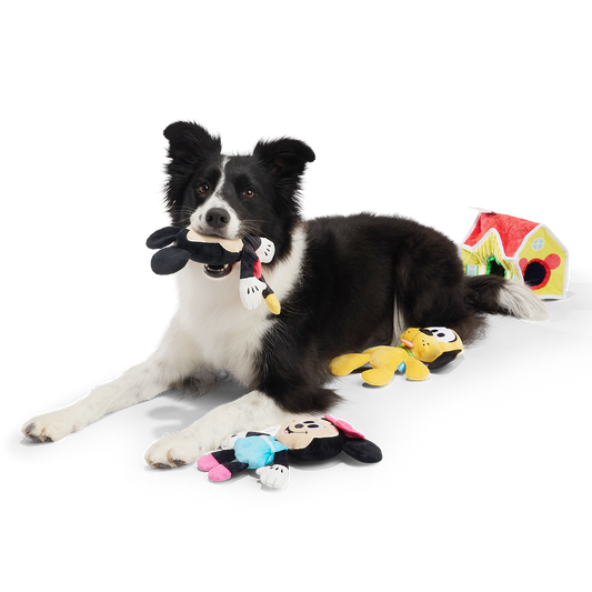 Zwart-witte border collie ligt met Mickey-knuffel in de bek naast het speelgoed