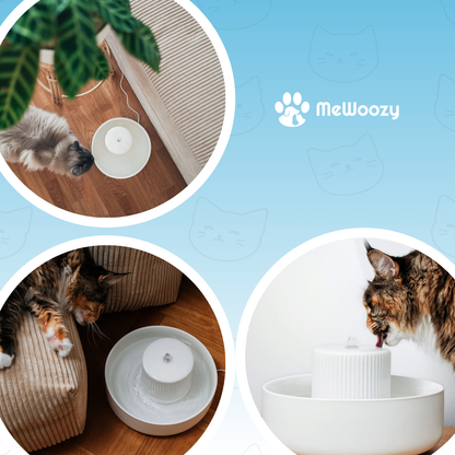 Katten Drinkfontein Keramisch – Voor Meer Water En Rust