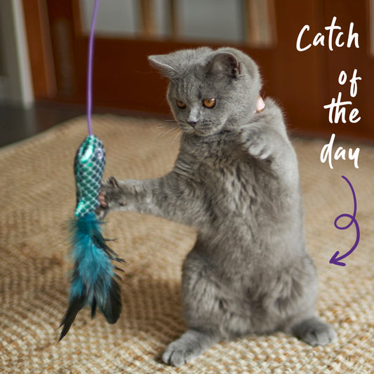 Grijze kat staat op achterpoten en grijpt de vis, met tekst catch of the day