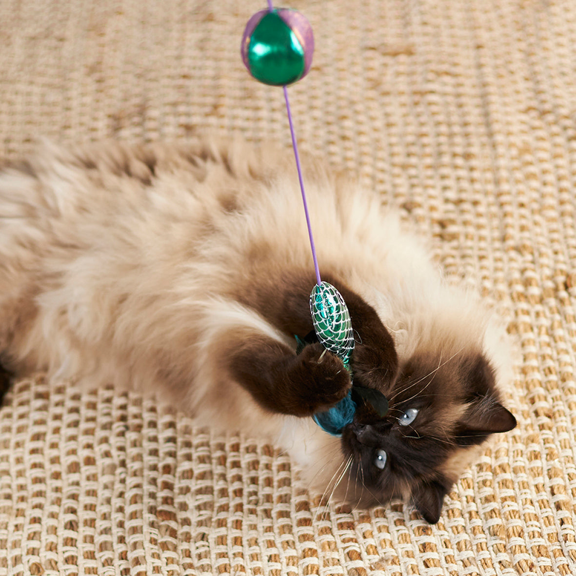 Ragdollkat ligt op jute kleed en houdt de glittervis vast