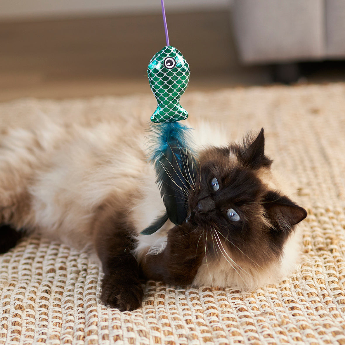 Ragdollkat op zijn zij met de groene vis vlak boven zijn kop