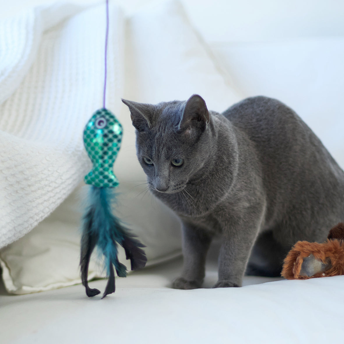 Grijze kat op witte bank bekijkt de bungelende vis met blauwe veren