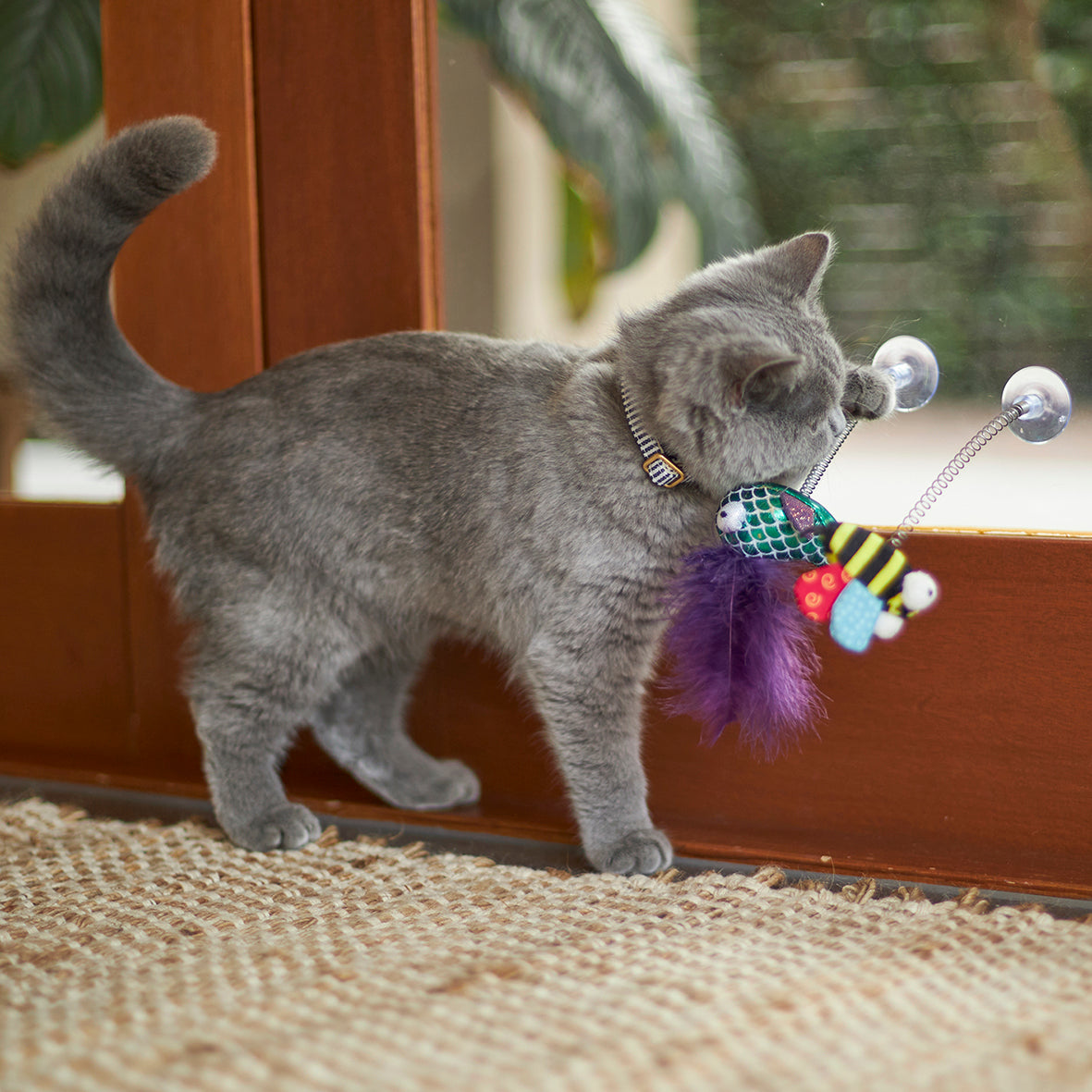 Grijze kitten speelt met de bij en een veerspeeltje met paarse veren