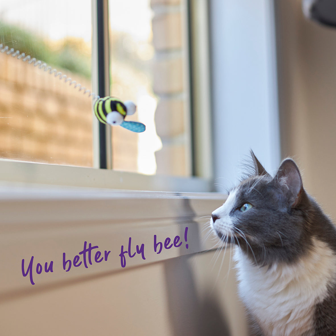Grijs-witte kat kijkt naar de bij op het raam, tekst 'You better fly bee'