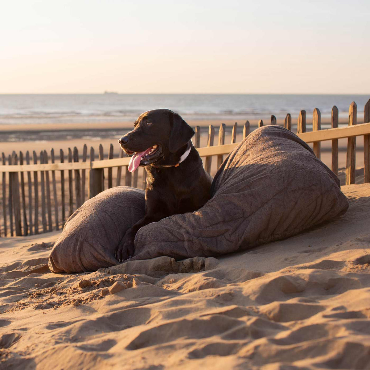 Bruine labrador ligt in de hoes op het zand bij een houten strandhek