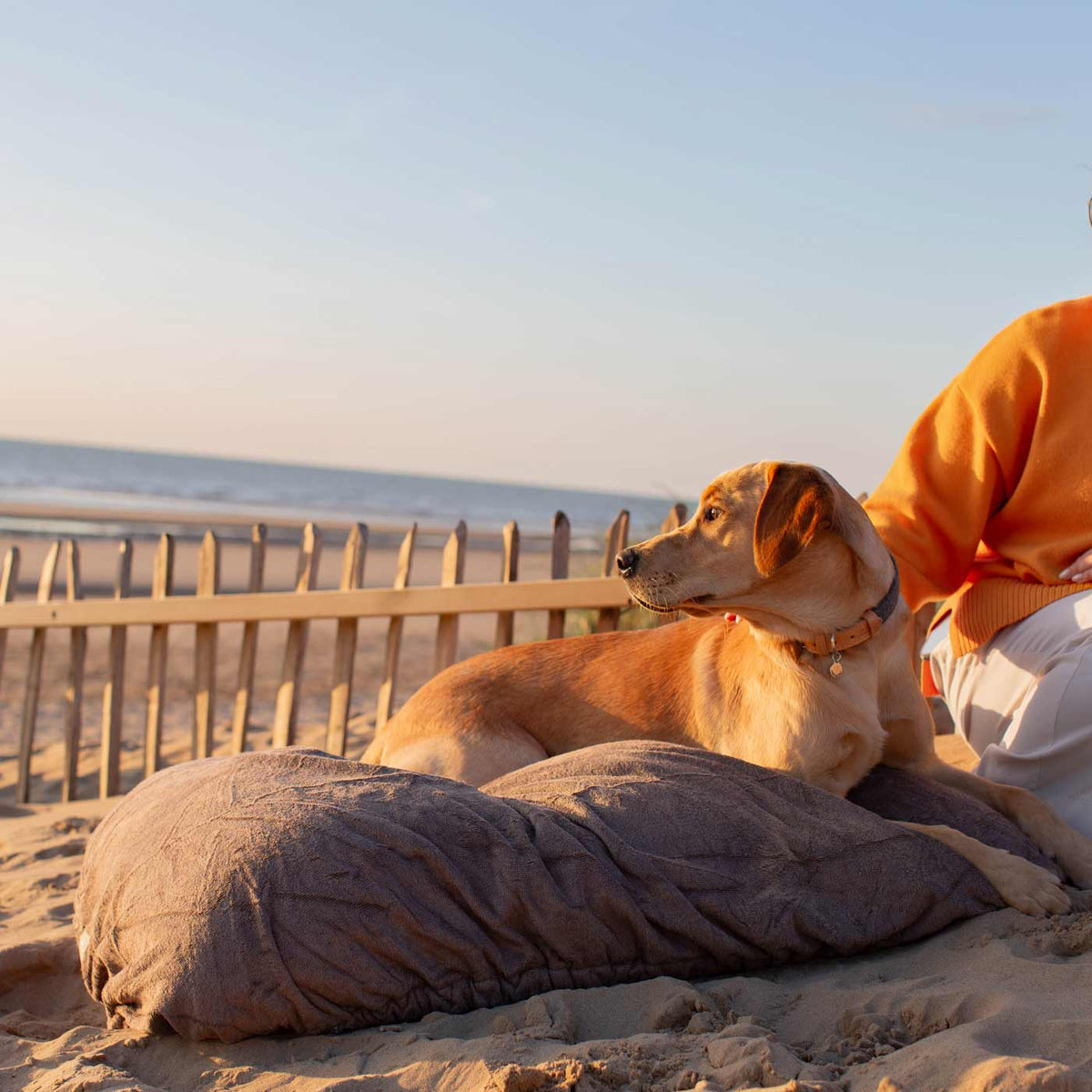 Lichtbruine hond met halsband ligt op de hoes op het strand naast iemand in oranje trui
